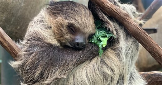 Zoo Announces Sudden Death of ‘Beloved’ Animal