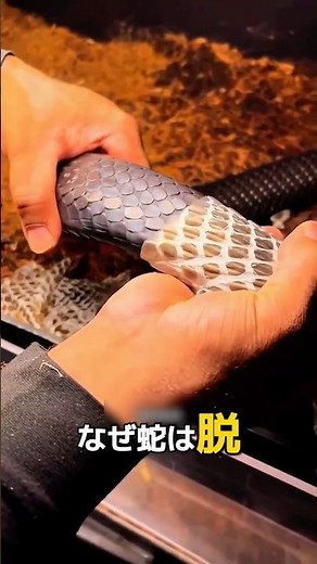 ヘビはなぜ脱皮するのでしょうか？🐍✨