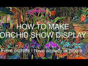 HOW TO MAKE ORCHID SHOW DISPLAYS from orchids i have already in bloom #bloomingorchids