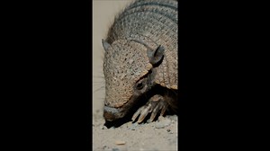 Unveiling the Armadillo: Nature's Fascinating Armor.