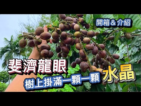 樹上掛滿甘蔗清甜的黃色水晶 石鱸師帶你認識斐濟龍眼 跟台東龍眼到底有什麼差異