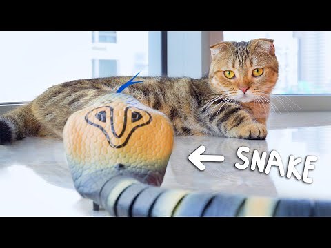 Are Cats Scared Of Fake Animals?