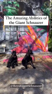 18K views · 495 reactions | Check out these amazing abilities of the Giant Schnauzer breed! With proper training and socialization, they are the perfect addition to any family. Click the link in bio to get on waiting list & To SUBSCRIBE TO OUR YOUTUBE CHANNEL. Follow @royalgiantschnauzer #royalgiantschnauzer #royalgiantstore #giantschnauzer#schnauzer #dogsofinstagram | Giant Schnauzers Of IG | Facebook