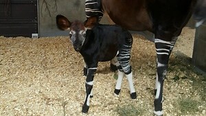 It's a boy! Latest zoo baby is an okapi