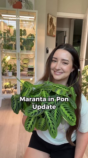 This maranta has done so well in pon and ever since the update in pot size she has grown in even more so it makes me excited to move some more propagations over. This maranta lives in my plant room in pretty good growing conditions. It’s inches away from a grow light and gets my weekly fertilizer regimen. The new pot is from Target for $3 and I added a wick to the bottom insert so it can be self watering. I did share how I did the upsize in a random plant chores video on my channel 🫶🏻 🌿 maran