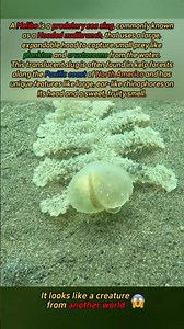 Did you know this strange sea creature😱💀#sea #nature #life #planetofmysterious