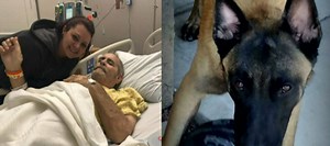 343K views · 177 reactions | The dying wish of this veteran is to have his Belgian Malinois service dog named Murphy back. https://cir.ca/2GixSpD | The National Desk - TND | Facebook