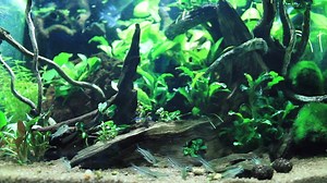 1.5K views · 15 reactions | A little flock of Corydoras pygmaeus, and Bucephalandra species. :) (Wavy Leaf, Mini Needle Leaf). #dennerle #dennerleinternational #aquarium #aquascaping #bucephalandra #corydoras | Dennerle | Facebook