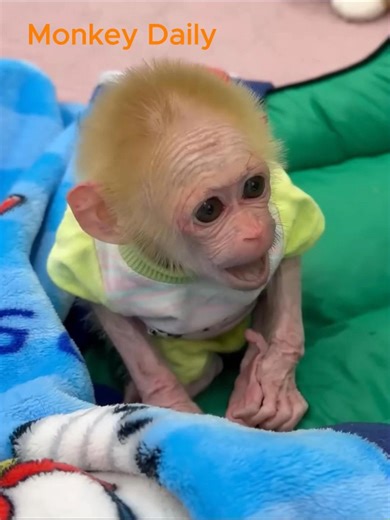 Baby monkey peed on the bed running in chaos