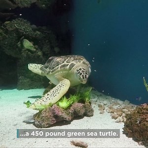 62K views · 2.3K reactions | It's World Sea Turtle Day!  To celebrate, check out what we feed Calypso, the green sea turtle in our Blacktip Reef exhibit! | National Aquarium | Facebook