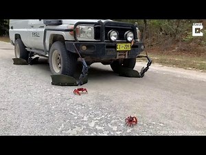 Australia, c'è la migrazione dei granchi: per non schiacciarli nasce la 'crabmobile'