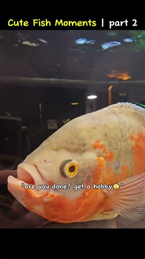 Cute fish moments | part 2 🐡🐡🐡