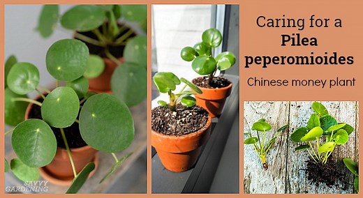 Pilea peperomioides Care: The Best Water, Light, and Fertilizer