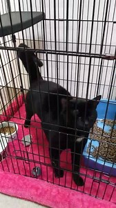 These cats/kittens are available for adoption and hoping you will stop in and meet them! | Cumberland Valley Animal Shelter - CVAS