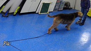 Finnegan is a 6.5 year old Airedale Terrier. She goes everywhere with her parents and hikes and walks regularly. A few years ago she got attacked by a off leash dog and has gained a lot of anxiety and a flighty response to loud noises. She also has become dog reactive on walks and will lunge, growl and bark at other dogs, which has led to her biting two dogs. Finnie has undergone a large move as well and could use some more stability in her life to help ease her anxieties in everyday life. Finne