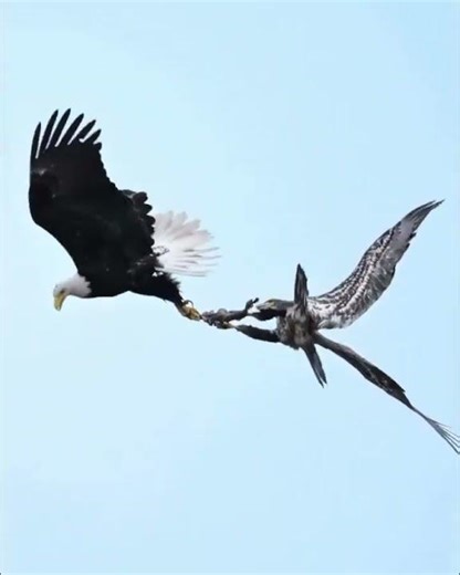A juvenile bald eagle handles a fish with guidance from its parents