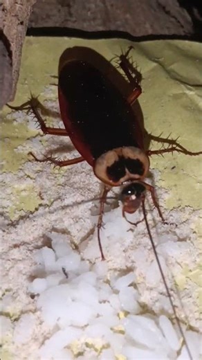 ##cockroach eating ##shortvideos ##insects ##insecticida ##7 December 2025