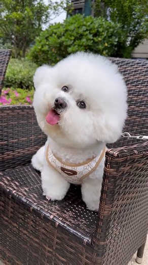 dog #dogoftheday #doglife #doglove #dogsofinsta #dog #animasheltersnearme #dogs #dogfashion | Animalsheltersnearme