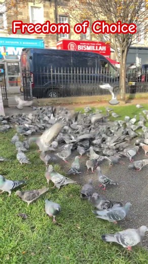 Free birds #shorts #youtubeshorts #youtubevideo #viral #viralvideos #viralshorts