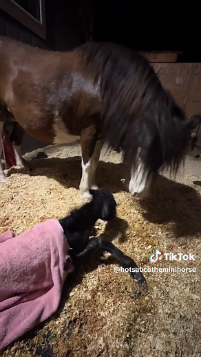 Nellie gives birth faster than any mare I’ve ever owned. She went so fast, I didn’t have time to set up the camera. This is baby Olive 🫒 #horses #painthorse #farmlife #ponies #shetlandpony