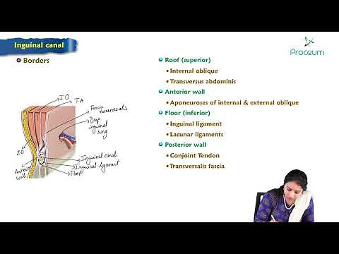 5. Inguinal Canal Anatomy : MBBS Lecture
