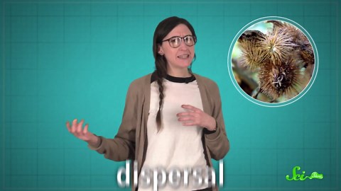 The 5 strangest seeds in the world