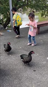 Dance with the ducks!小寶們跟鴨子一起「跳舞」？#happykids #fyp🤣🤣🤣