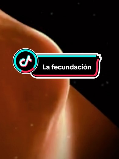 La fecundación, o concepción, es la unión de un espermatozoide y un óvulo, que da lugar a un cigoto y marca el inicio de un nuevo embarazo. #gestacion #embarazo #paratii