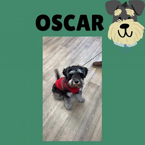 14 reactions |  Meet Oscar!  Every month, Oscar pops into the clinic for his flea, tick & worm treatment — and he knows exactly what he’s there for  ✨ One convenient tablet ✨ No fuss at all ✨ Eaten like a treat Oscar doesn’t even wait until he gets home… he happily eats it straight out of our hand ➡️ That’s how tasty and easy this all-in-one treatment is! He’s such a great pup, and we absolutely love his monthly visits  | Armagh Vet Station | Facebook