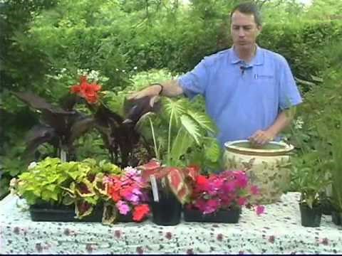 Creating Water Gardens in Containers