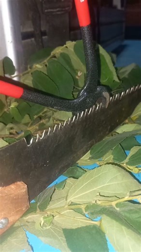 The Importance of Saw Sharpening"