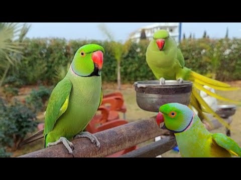 Colourful Talking Parrot and Birds