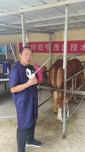 可视输精枪不单单可以用于观察，更可以帮助新手学习直肠把握输精！用眼睛定位子宫颈口，轻松学会直肠把握#牛可视输精枪 #可视输精枪 #牛改良 #牛输精 #直肠把控