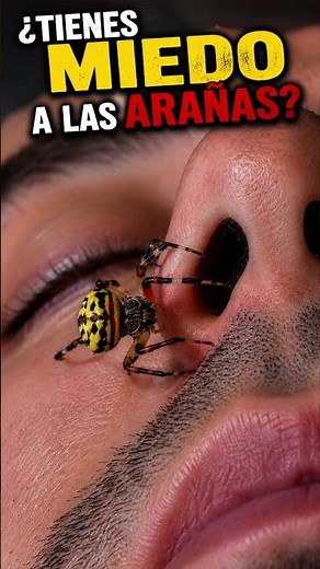 ¿Sabías que existen miles de especies de arañas? Arácnidos -Tarántula, Viuda Negra, Depredadores.