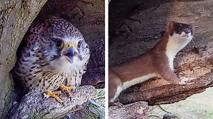 234K views · 9.4K reactions | Athena the kestrel had a lucky escape when this stoat snuck up behind her  Watch it place it's paws on her back and then open it's mouth, teeth bared ready to bite....you can almost feel her shudder!礪 Watch this kestrel nest on my live cameras ➡️ https://www.robertefuller.com/pages/live-from-ash-wood #robertfullerwildlifecams | Robert E Fuller | Facebook