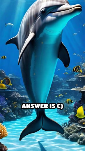 Dolphins and Bubble Blowing: The Secret Revealed