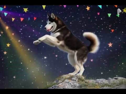Cute Fluffy Husky Jumping in Magical Rainbow Sky 🌈🐺 | Cute Dog