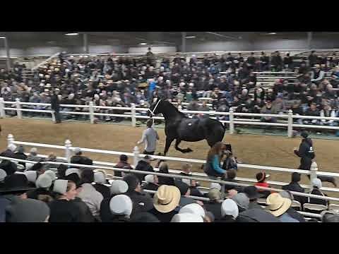 2025 Percheron Mare sale clips. Gordyville Draft Horse Sale
