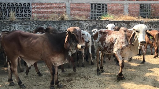 17K views · 183 reactions | Un día En la #casadelgyr : Sales...