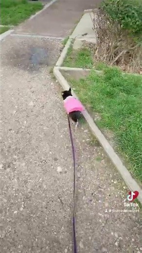 Week-end Chihuahua #chihuahua #chihuahuafanclub #chien