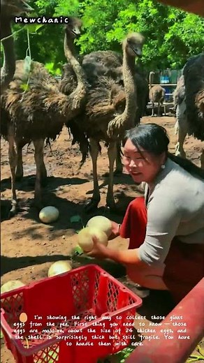How to Collect Ostrich Eggs Safely | Farming Tips