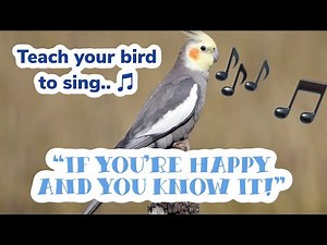 Bird Training Video | Teach to whistle | If You’re Happy And You Know It Clap Your Hands!
