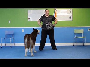 Teach Your Dog the Peek-A-Boo Trick!