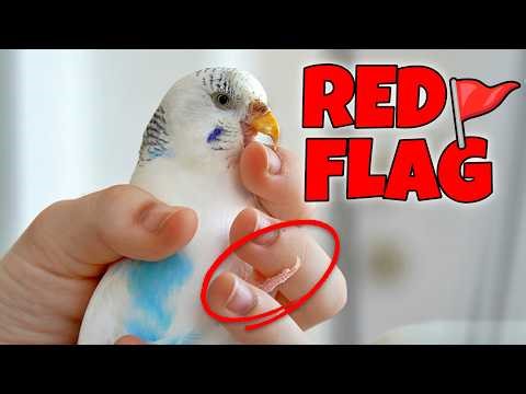 Stop Calling Yourself a 'Good' Bird Owner If You Do THIS