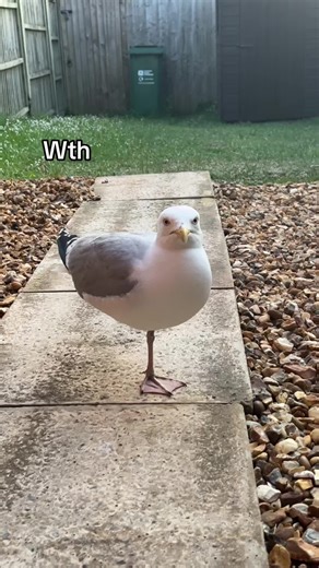 Seagull Behavior: Balancing on One Leg