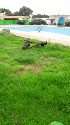 Vidéos de Hamada (@uww071) avec son original - Hamada