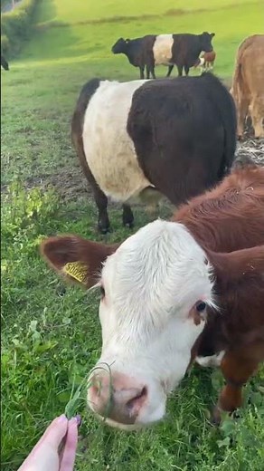 A walk in the countryside | Country Living UK