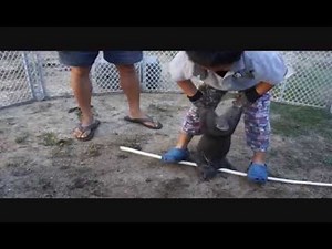 Butchering Rabbits with kids. Killing and processing meat rabbits for eating. Warning, Graphic.