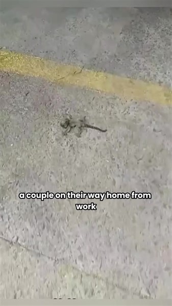 Picked up a mini monkey, and it grew up to be incredibly adorable. #foryou #monkey #animaltiktok #pet | Unique zoo