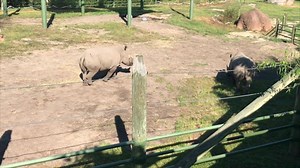 1.8K views · 211 reactions | Two GIANT steps for Rhino-kind: Bora and Zina are now exploring their larger yard! | The Virginia Zoo | Facebook